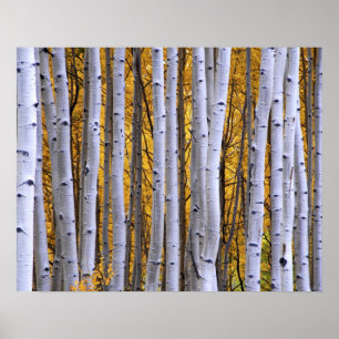 USA, Colorado, Rocky Mountains. Intimate scene Poster
