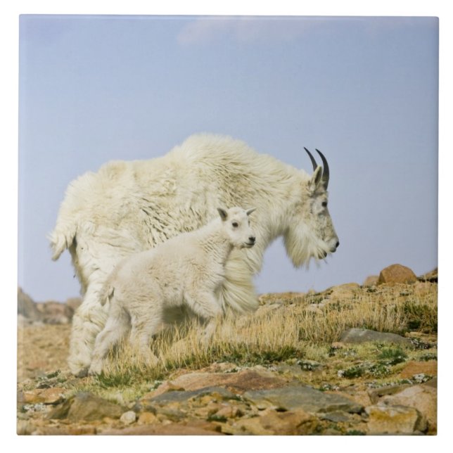 USA, Colorado, Rocky Mountains, Mount Evans, Tile (Front)