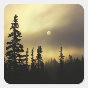 USA, Colorado, San Isabel National Forest. Square Sticker