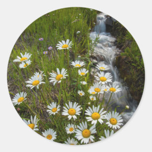 USA, Colorado, San Juan Mountains. Daisies Classic Round Sticker