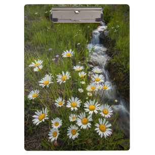 USA, Colorado, San Juan Mountains. Daisies Clipboard