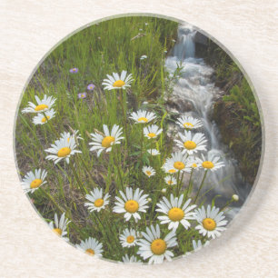 USA, Colorado, San Juan Mountains. Daisies Coaster