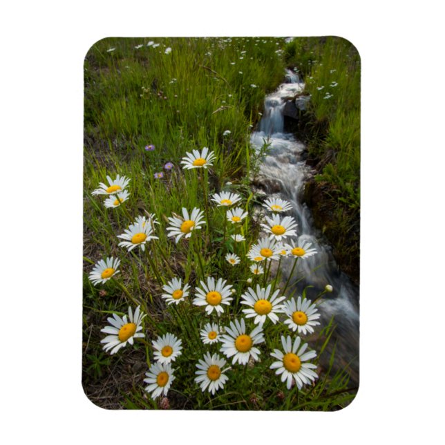 USA, Colorado, San Juan Mountains. Daisies Magnet (Vertical)