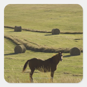 USA, Colorado, Steamboat Springs, hay rolls and Square Sticker