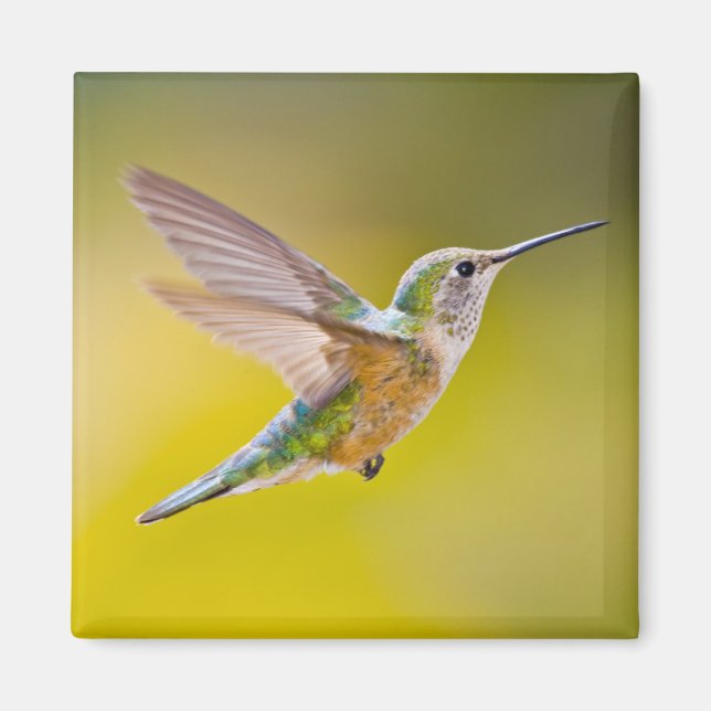 USA, Colorado, Summit County, Heeney. Side view Magnet (Front)