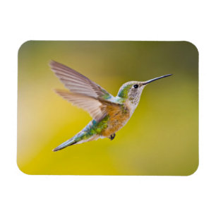 USA, Colorado, Summit County, Heeney. Side view Magnet