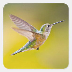 USA, Colorado, Summit County, Heeney. Side view Square Sticker