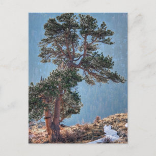 USA, Colorado, Tree In Estes Park Postcard