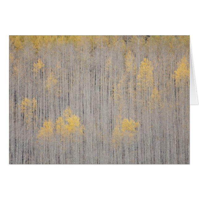 USA, Colorado, White River National Forest. (Front Horizontal)
