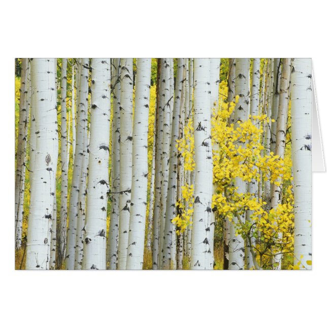 USA, Colorado, White River National Forest, (Front Horizontal)