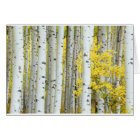 USA, Colorado, White River National Forest,