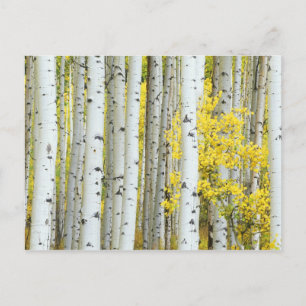 USA, Colorado, White River National Forest, Postcard