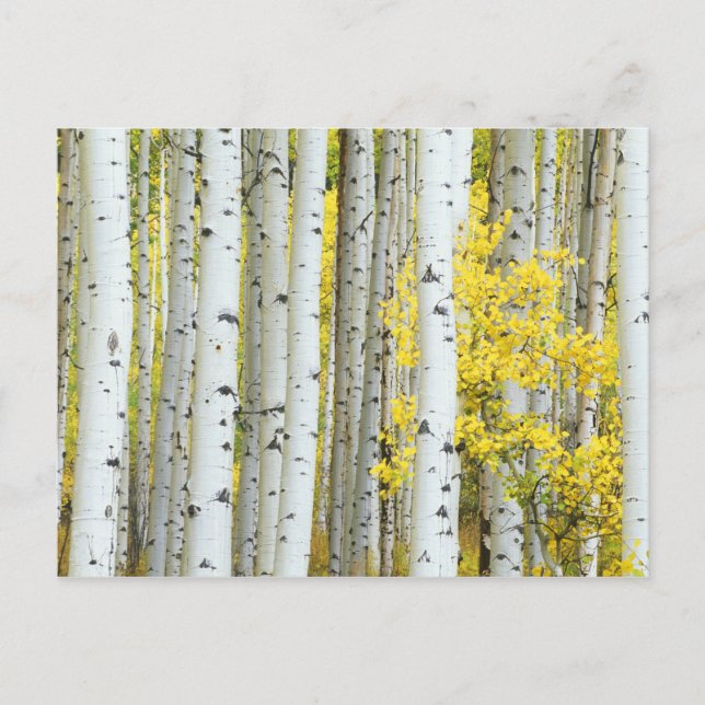 USA, Colorado, White River National Forest, Postcard (Front)