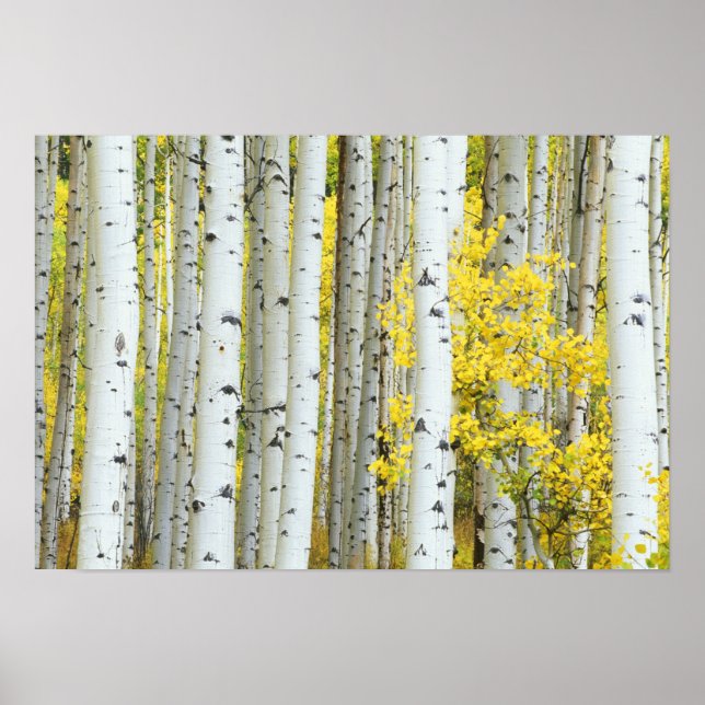 USA, Colorado, White River National Forest, Poster (Front)