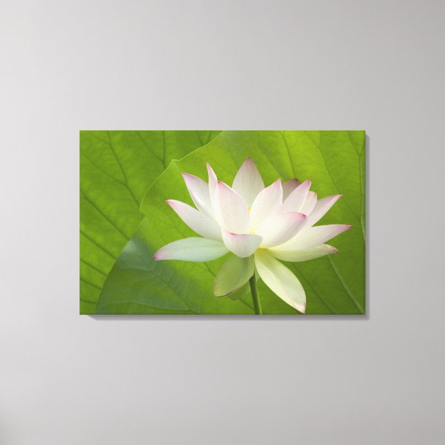 USA, DC, Washington, Kenilworth Aquatic Canvas Print (Front)