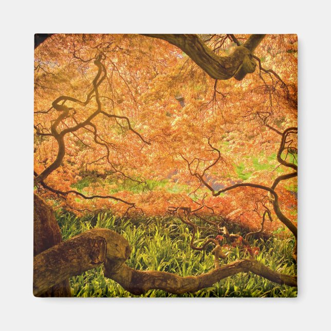 USA, Delaware, Wilmington. Japanese maple Magnet (Front)