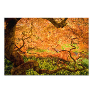 USA, Delaware, Wilmington. Japanese maple Photo Print