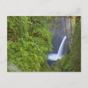 USA, Eagle Creek, Columbia Gorge, Oregon. 2 Postcard