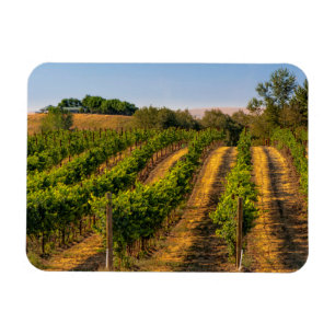 USA, Eastern Washington, Walla Walla Vineyards Magnet