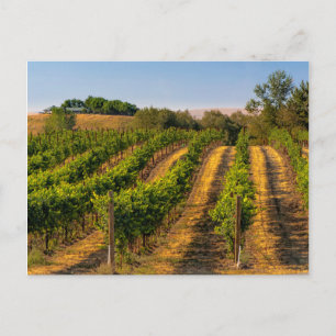 USA, Eastern Washington, Walla Walla Vineyards Postcard