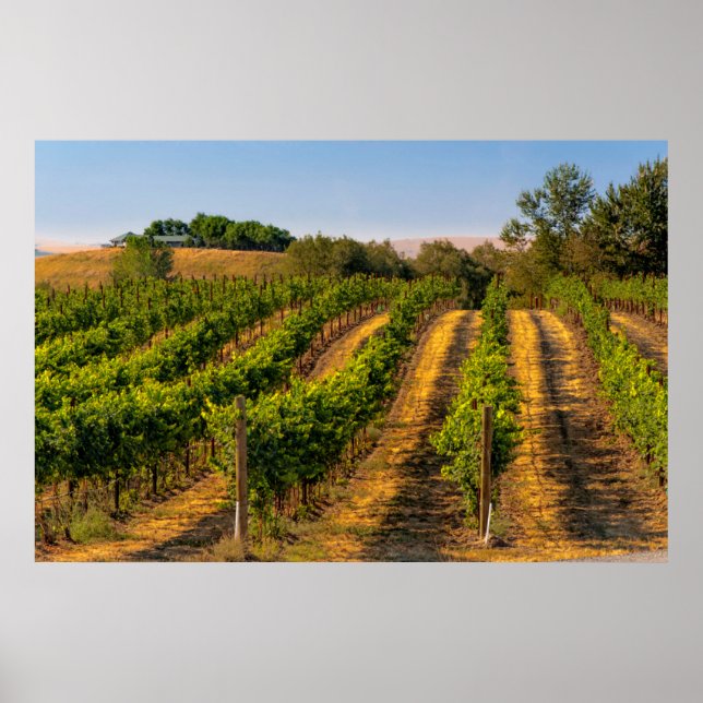 USA, Eastern Washington, Walla Walla Vineyards Poster (Front)