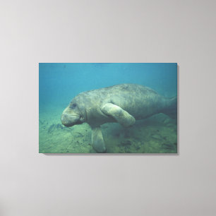 USA, FL, Manatee Canvas Print
