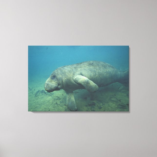 USA, FL, Manatee Canvas Print (Front)