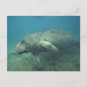 USA, FL, Manatee Postcard