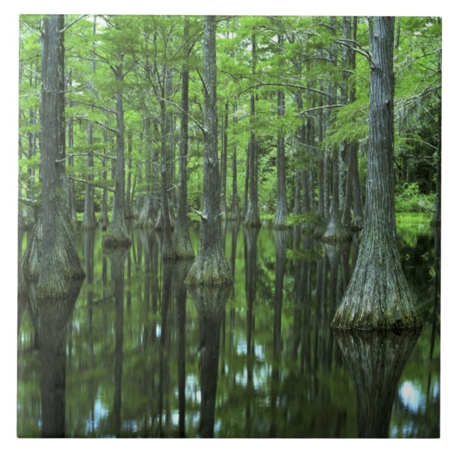 USA, Florida, Apalachicola National Forest, Bald Tile (Front)
