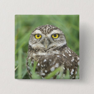 USA, Florida, Cape Coral, Burrowing Owl (Athene 15 Cm Square Badge