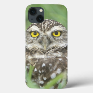 USA, Florida, Cape Coral, Burrowing Owl (Athene iPhone 13 Case