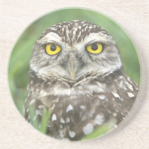 USA, Florida, Cape Coral, Burrowing Owl (Athene Coaster