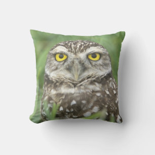 USA, Florida, Cape Coral, Burrowing Owl (Athene Cushion