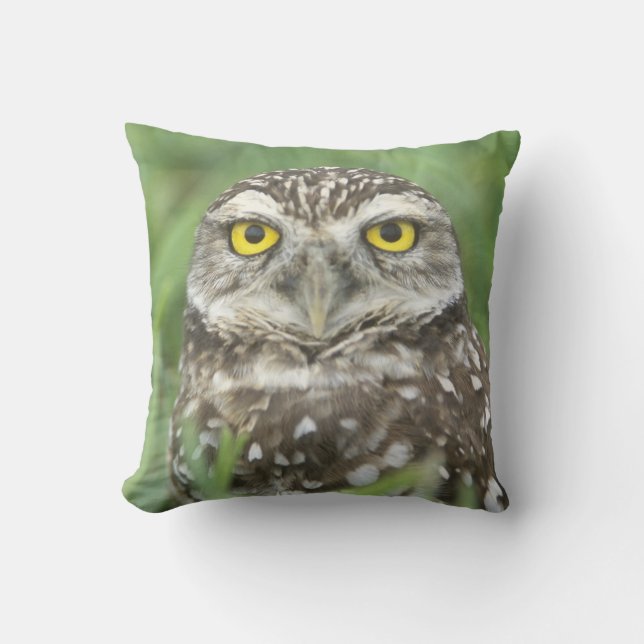 USA, Florida, Cape Coral, Burrowing Owl (Athene Cushion (Front)