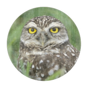 USA, Florida, Cape Coral, Burrowing Owl (Athene Cutting Board