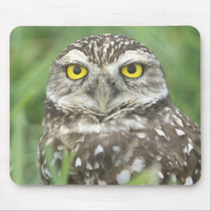USA, Florida, Cape Coral, Burrowing Owl (Athene Mouse Pad