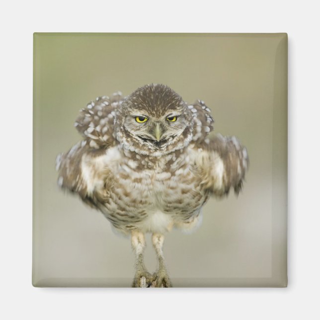 USA, Florida, Cape Coral, Close-up of burrowing Magnet (Front)