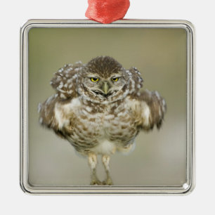 USA, Florida, Cape Coral, Close-up of burrowing Metal Tree Decoration