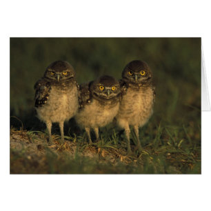 USA, Florida, Cape Coral. Three Burrowing Owls
