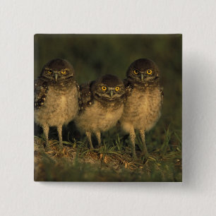 USA, Florida, Cape Coral. Three Burrowing Owls 15 Cm Square Badge