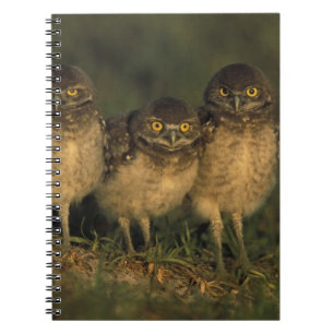USA, Florida, Cape Coral. Three Burrowing Owls Spiral Notebook