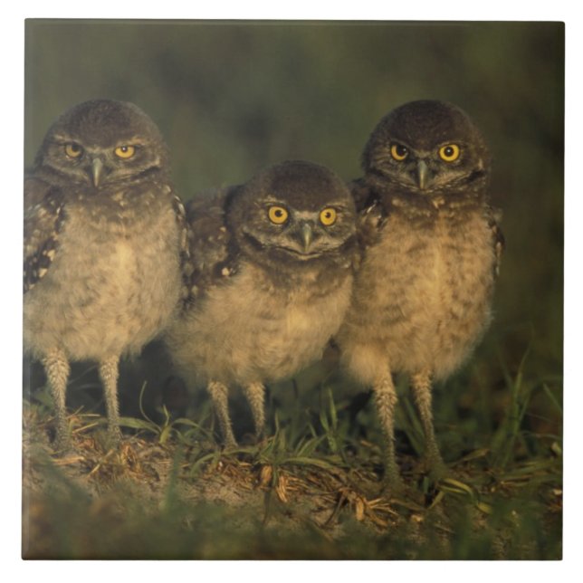 USA, Florida, Cape Coral. Three Burrowing Owls Tile (Front)
