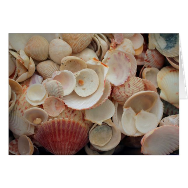 USA, Florida. Close Up Of Shells On Santa Rosa (Front Horizontal)