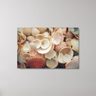 USA, Florida. Close Up Of Shells On Santa Rosa Canvas Print