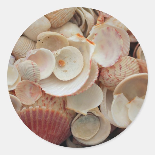 USA, Florida. Close Up Of Shells On Santa Rosa Classic Round Sticker (Front)