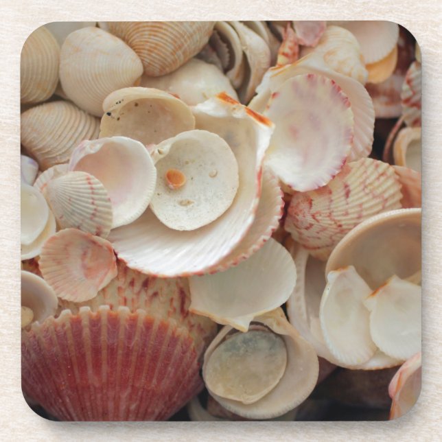 USA, Florida. Close Up Of Shells On Santa Rosa Coaster (Front)