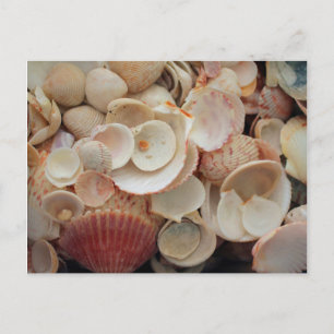 USA, Florida. Close Up Of Shells On Santa Rosa Postcard
