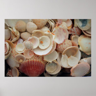 USA, Florida. Close Up Of Shells On Santa Rosa Poster