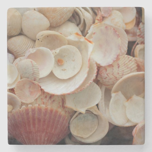 USA, Florida. Close Up Of Shells On Santa Rosa Stone Coaster (Front)