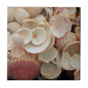 USA, Florida. Close Up Of Shells On Santa Rosa Tile